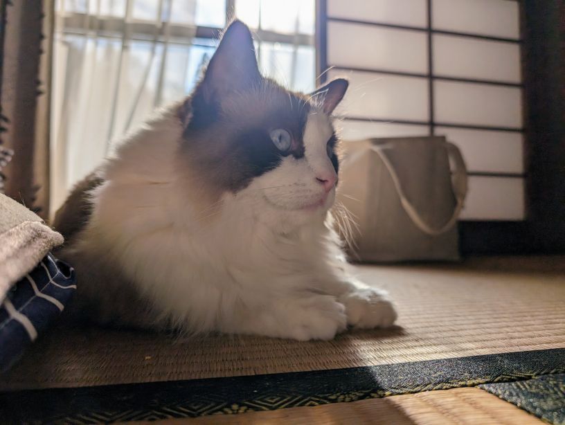 Omochi